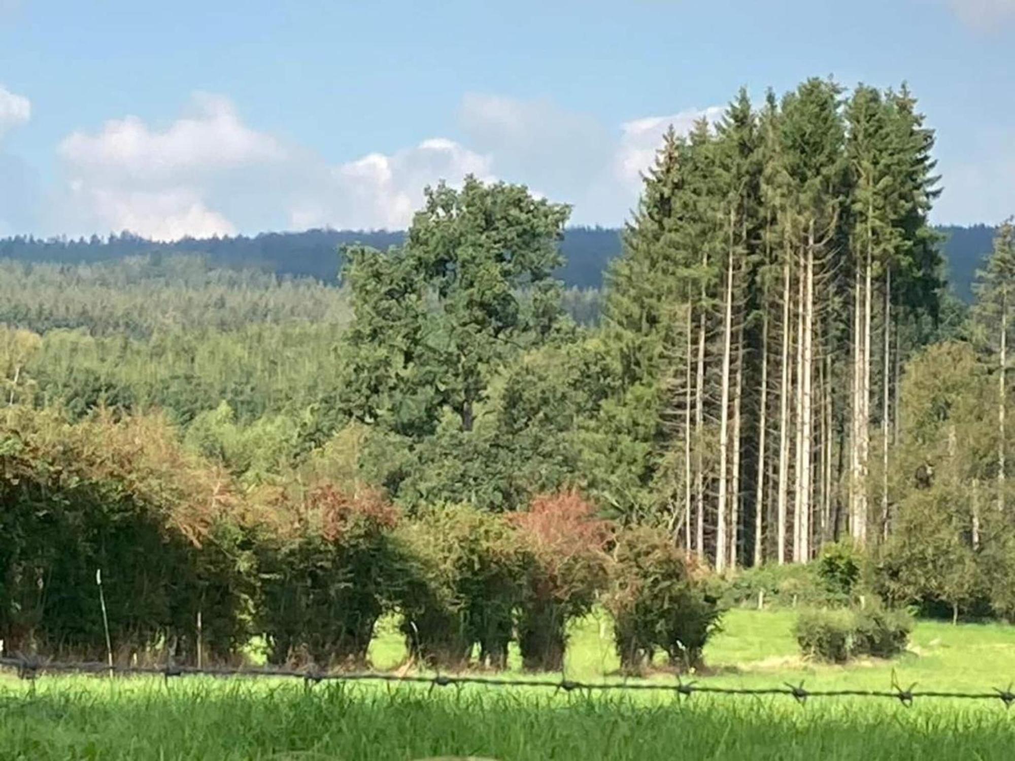 Quaint Cottage In Mont Near High Fens Nature Park مالميدي المظهر الخارجي الصورة